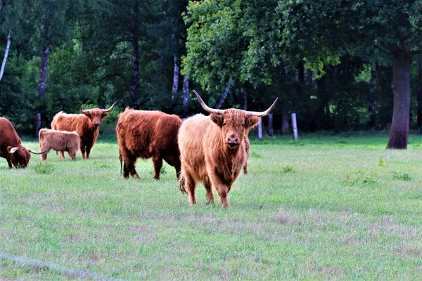 Uma vaca Galloway em um pasto verde — Fotografia de Stock