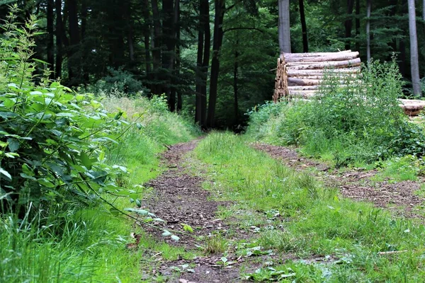 Sentiero forestale con erba sulla mediana e catasta di legna da un lato — Foto Stock