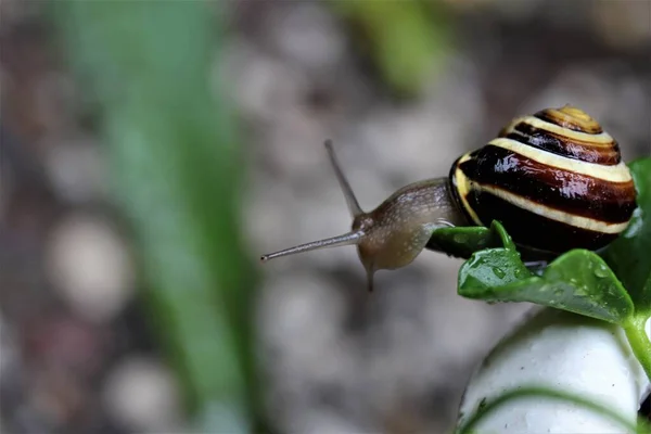 Caracol de concha em uma folha de um gerânio — Fotografia de Stock