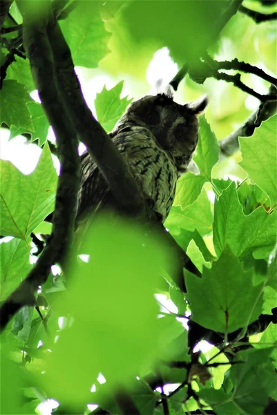 Тауни-сова сидит в листве плоского дерева — стоковое фото