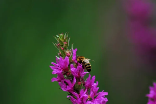 Abeja sobre una flor suelta sobre un fondo borroso verde — Foto de Stock