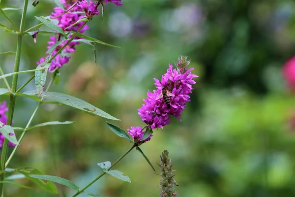 Bijen op een losse bloem tegen een groene wazige achtergrond — Stockfoto