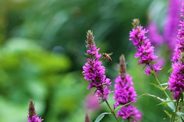 Abelha em uma flor de loosestrife contra um fundo embaçado verde — Fotografia de Stock