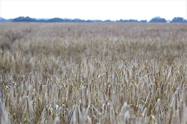 Ripe barley on the field just before harvest — Stock Photo, Image