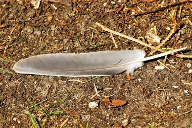 Kahverengi yeryüzündeki gri tüy yakın çekim için.