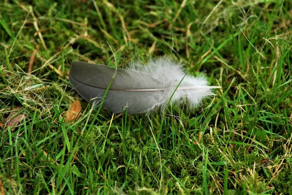 Gray feather on green grass as a close-up — Stock Photo, Image