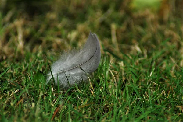 Graue Feder auf grünem Gras als Nahaufnahme — Stockfoto