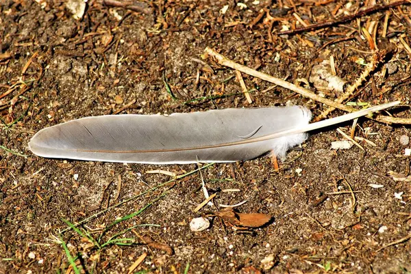 Gray feather on brown earth as a close-up — Stock Photo, Image