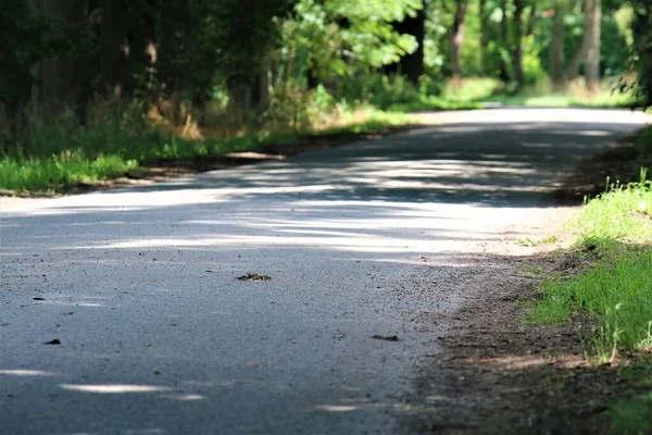 Sentiero in cemento con alberi sul lato della strada e ombra — Foto Stock