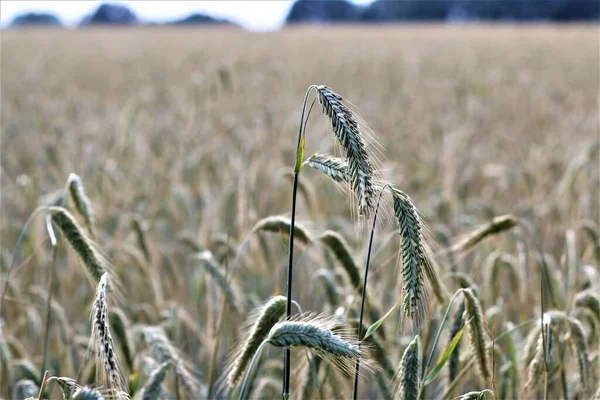 Ear of rye as a close-up in front of a grain field — Stock Photo, Image