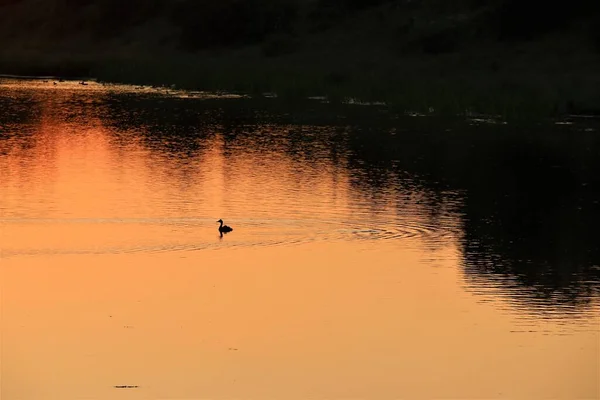 Un pato al atardecer en un lago con árboles a orillas del lago — Foto de Stock