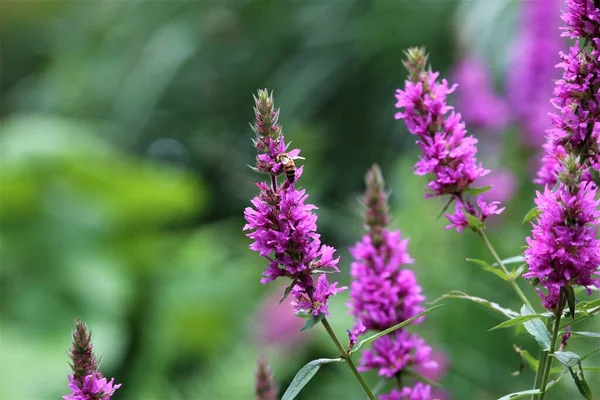 Bijen op een losse bloem tegen een groene wazige achtergrond — Stockfoto