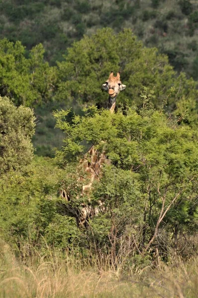 Жираф дивиться з дерев у кущах. — стокове фото