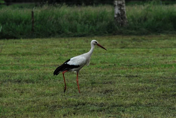 一只白鹤停在割过的牧场上 — 图库照片