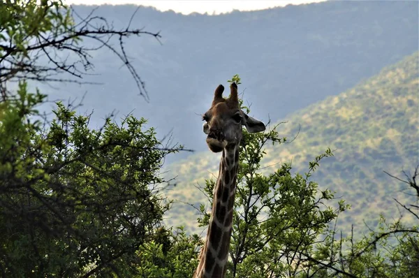 Girafa olha para fora das árvores no arbusto — Fotografia de Stock