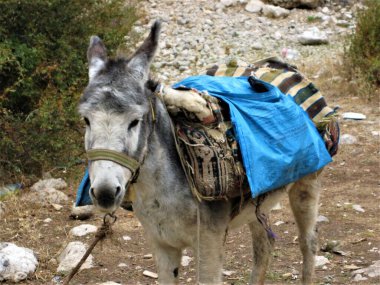 Arkasında yarısı boş pannier olan gri bir eşek.