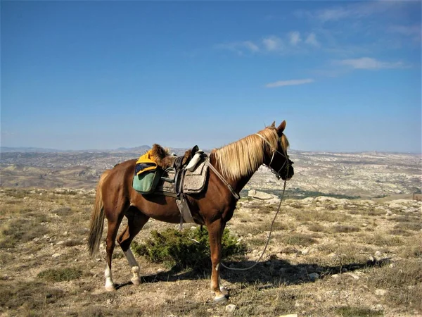 stock image Horse with a saddle looks from the mountain over the plain