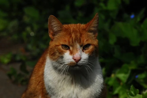 Красная кошка с белой грудью, сидящая на солнце — стоковое фото