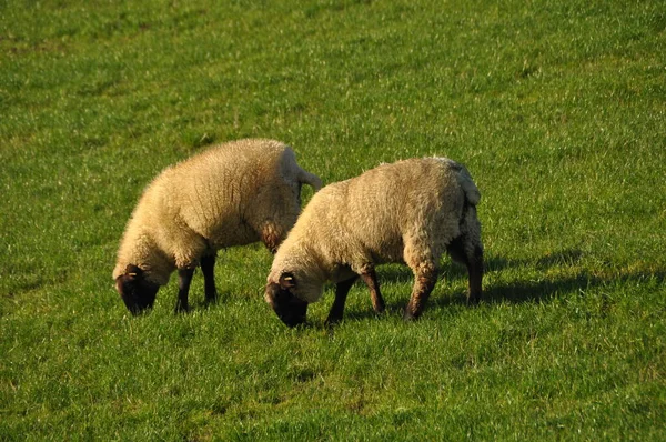 Deux moutons blancs pâturant sur une digue — Photo