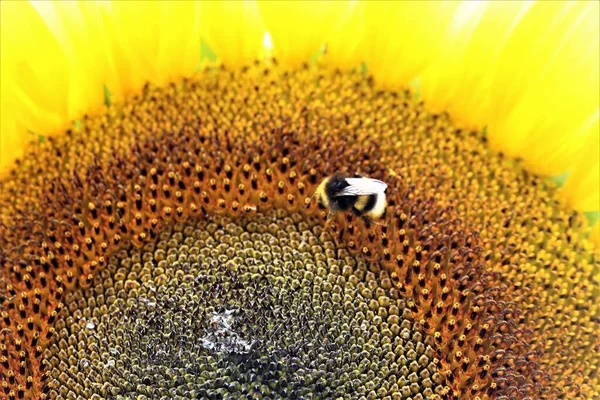 호박벌로 감싼 해바라기 꽃 — 스톡 사진