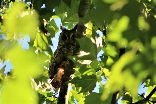 A coruja de orelhas longas senta-se em um ramo em um plantano — Fotografia de Stock