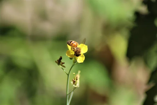 Abeille sur une fleur de roquette sur un fond flou — Photo