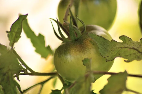 Tomate verte sur le buisson en gros plan — Photo