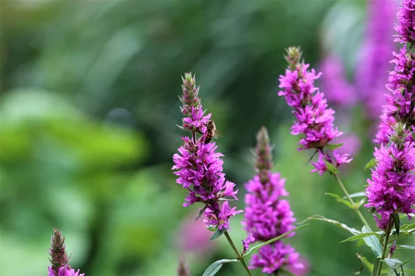 Abelha em uma flor de loosestrife contra um fundo embaçado verde — Fotografia de Stock