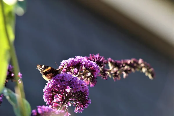 Nymphalidae, Admiral Vanessa atalanta butterfly on a lilac — стоковое фото