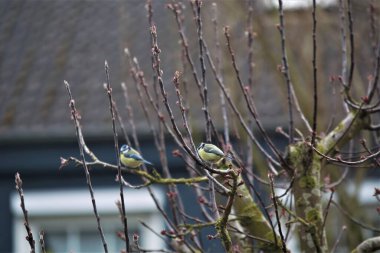 Blue tits in spring on a bare apple tree