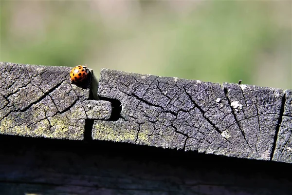 Ladybug on the edge of a wooden board with blurry background — Stock Photo, Image