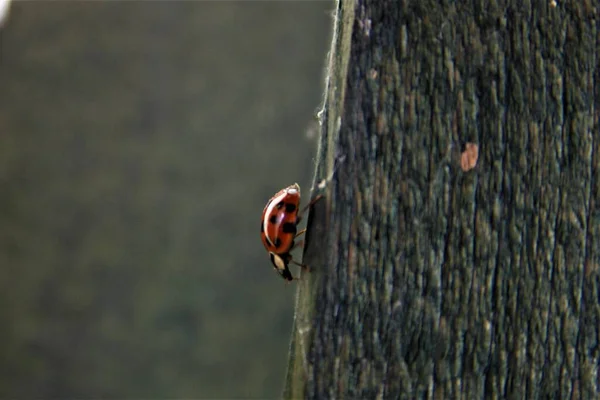 Joaninha na borda de uma tábua de madeira com fundo embaçado — Fotografia de Stock