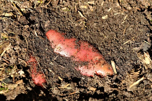 Red potatoes half covered wiyh earth shortly before harvest — Stock Photo, Image