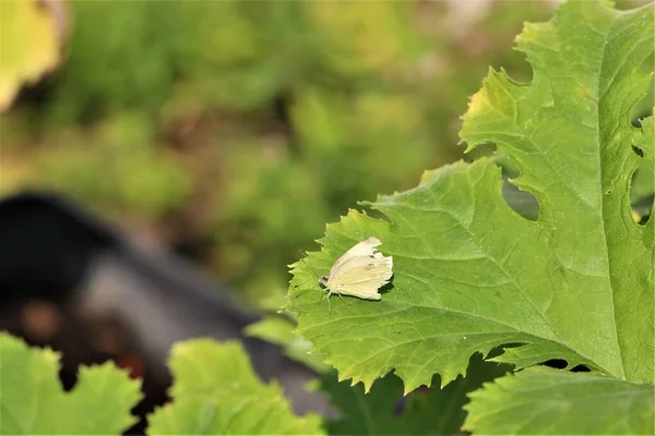 Borboleta branca de repolho em uma abobrinha folha-pieris brassicae — Fotografia de Stock