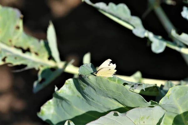 Col mariposa blanca sobre una hoja de calabacín pieris brassicae —  Fotos de Stock