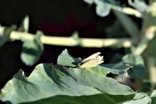 Col mariposa blanca sobre una hoja de calabacín pieris brassicae —  Fotos de Stock