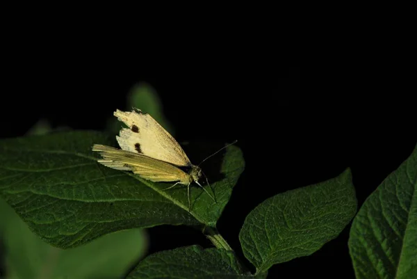 Papillon blanc de chou sur une feuille verte sur un fond noir — Photo