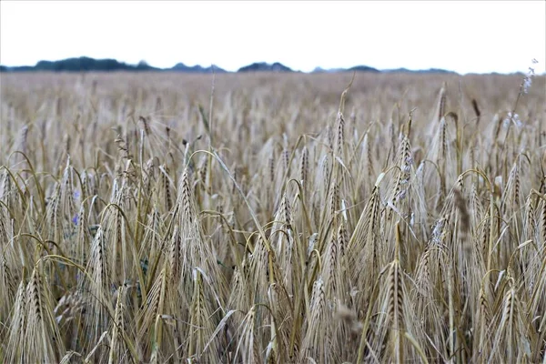 Barley in the field with trees on the right side — Stock Photo, Image