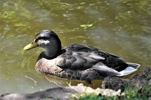 Canard colvert femelle nage sur un lac — Photo