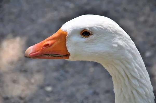 Close up de uma cabeça de ganso branco com um bico de laranja contra um fundo cinza — Fotografia de Stock