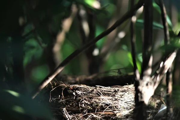 Leere Vögel nisten im Rhododendronbusch — Stockfoto