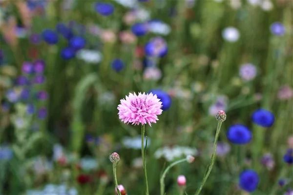 Flores de milho de cor rosa e azul em um canteiro de flores — Fotografia de Stock