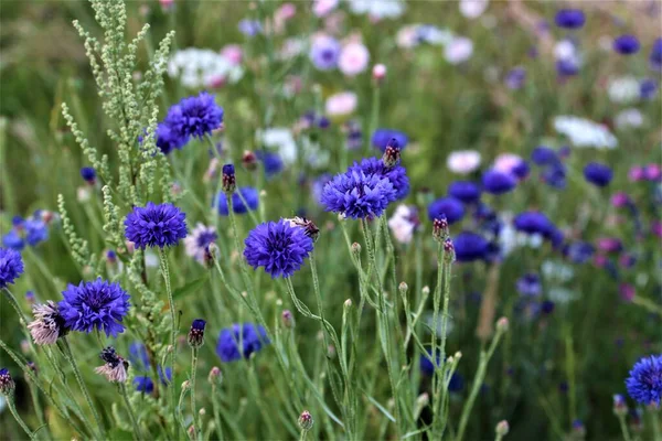 Mixed coloured cornflowers in a flower bed — Stock Photo, Image