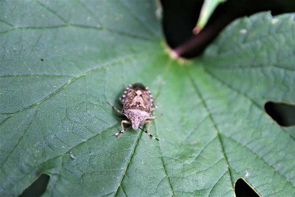 Mermer ağaç böceği yeşil bir yaprağın üzerinde oturur.