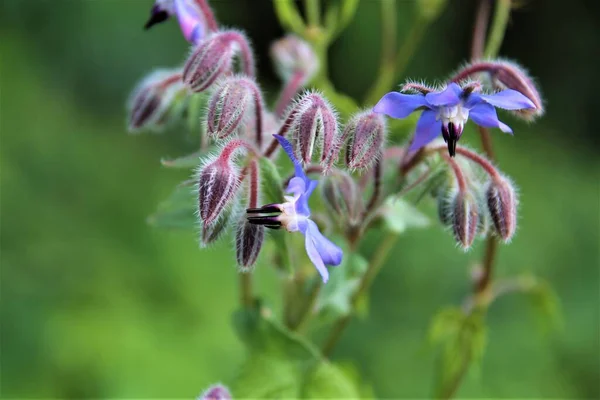 Borango officinalis - flor borragem azul e botões — Fotografia de Stock