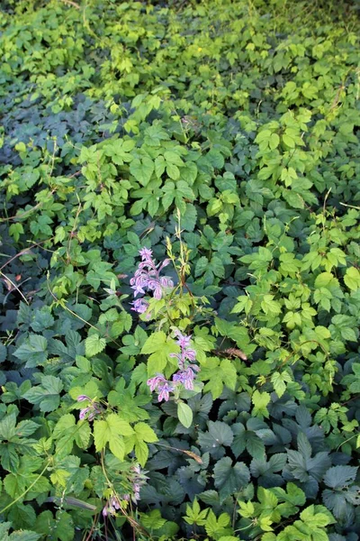 Borango officinalis - flor de borraja azul y brotes aginst un fondo verde —  Fotos de Stock