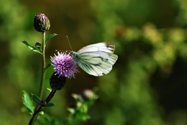 Pieris Rapae Λίγο Λάχανο Λευκό Πεταλούδα Ένα Γαϊδουράγκαθο — Φωτογραφία Αρχείου