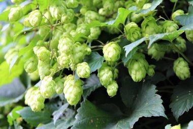 Yeşil yaprakların altındaki bir dalda zıplıyor