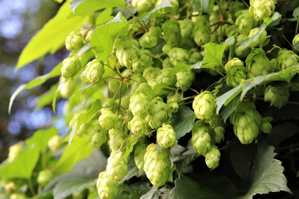 real hops on a branch under green leafs