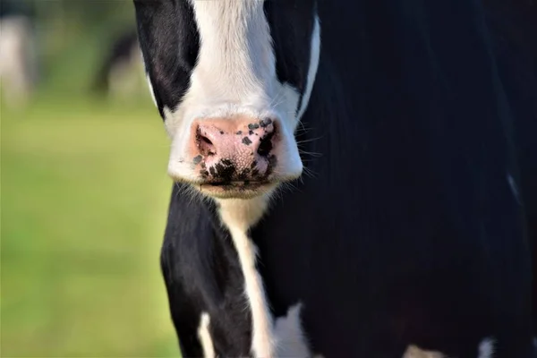검정 색과 흰색 소의 코 — 스톡 사진